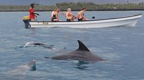 Dolphins Tour