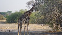  4 days Hwange Safari Game drive Staying at Iganyane Tented camp