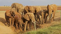  Amboseli/ Tsavo West/ Tsavo East 5 Days Safari