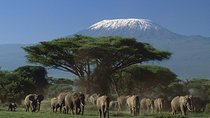 Amboseli Tented Camp 3 Days Safari 
