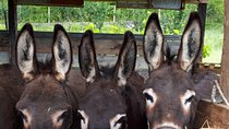 Book Your Donkey Farm Tour