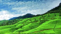 Private Full Day Tour to Nuwara Eliya from Kandy