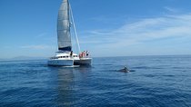 Sighting Dolphin Trip Estepona, Marbella