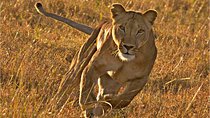 Masai Mara 3 Days Luxury Tented Safari 