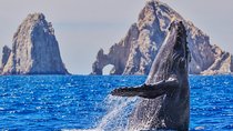 Whale Watching Tour in Glass Bottom Boat (VisitA Cabo)