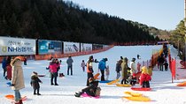 [Private Tour] Nami Island & Snow Viewing and Snow sled (More Members Less Cost)