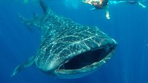 Small Group Whale Shark Encounter - 10 years in business