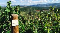 TRANSFER TOUR Florence to Rome with a wine experience in MONTEPULCIANO