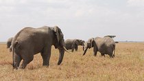 6-Day Kenya and Tanzania safari