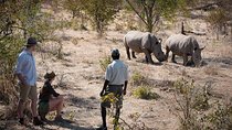 Private Rhino Walking Safari Experience from Livingstone