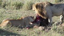 Full-Day Tarangire National Park Tour