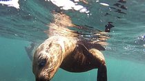 Snorkeling with Seals and Cape Peninsula Full-Day Private Tour
