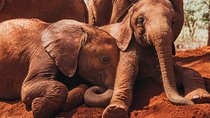 Giraffe Centre, Elephant Orphanage & Nairobi National Park Tour