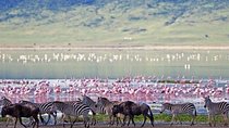 Lake Elementaita Guided Flamingoes Day Tour from Nairobi