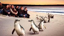 [Private Tour] “Penguin Parade” Phillip Island Tour. 