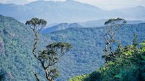 LION KING - Sinharaja Rain Forest Day Tour