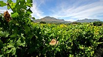 Full Day Cape Winelands Tour