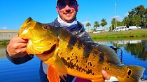 Peacock Bass Fishing Trips Near Miami Florida