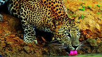 LEOPARDS Wilpattu Wild Life Day Tour