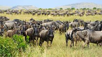 7-Day Luxury Migration Safari-Northen Tanzania