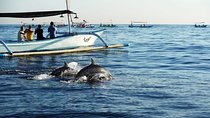 Dolphin Discovery: Exploring the Wild Habitat in North Bali