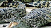 Cape Town. 3days Attraction: Crocodule Cage&cape Point &wine Testing 