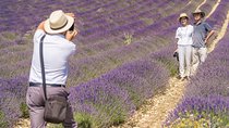 Small Group Marseille Shore Excursion: Lavender Tour
