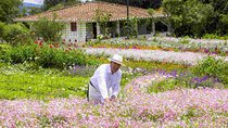 Colombia traditional flowers full day tour