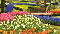 Private tour : Keukenhof Tulips and Delft Tour from Brussels Full day