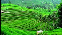 Nature's Beauty Unveiled: Jatiluwih Rice Terrace and Temple