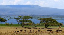 6 Days Amboseli, Lake Naivasha & Masai Mara Safari