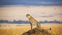 4 Days 3 Nights Serengeti National Park Tanzania Safari