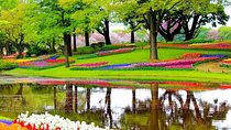 Private Half-Day Trip From Amsterdam to The Tulip Fields in Keukenhof
