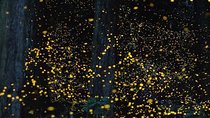 Twinkling Kuala Selangor Firefly Tour - Sic