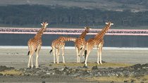 5 Days Lake Nakuru, Lake Elementaita & Masai Mara Wildlife Safari