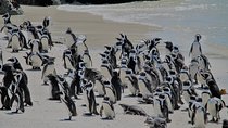 Penguin Encounter Boulders Beach Half Tour Day from Cape Town