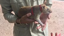 Private Tour: HERO Rats & Angkor National Museum
