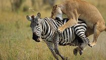 7 Days Kenya Safari Adventures