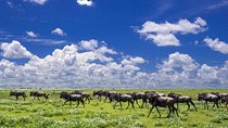 6 Days Christmas /New Year Offer Rift Valley & Masai Mara
