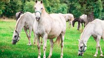 Lipica Stud Farm Tour (up to 8 persons)