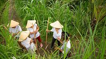 Experience Authentic Balinese Village Life on a Day Trip - Ubud