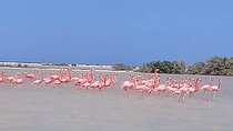Private Tour: Pink Flamingos, Maya Temples and Ek Balam