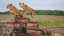 Nairobi National Park Half Day Safari. 