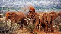 Best 7 Days Kenya Adventure Wildlife Safari