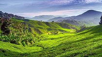 Full-day Cameron Highlands Tour