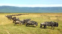 Ngorongoro Crater Day Trip
