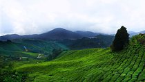 Cameron Highland Day-Trip from Kuala Lumpur