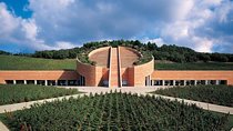 Suvereto Wine Experience PRIVATE TOUR from SIENA