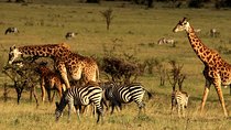 3 Days Ngorongoro Crater Wildlife Camping Safari 