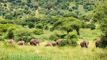 3 Days Tarangire National park Wildlife Safari 